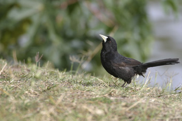 Solitary Cacique, Cacicus solitarius, in Argentina