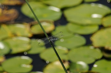 dragonfly
