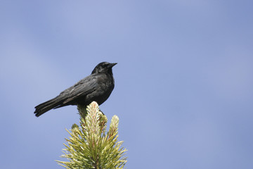 Austral Blackbird, Curaeus curaeus from Tierra del Fuego