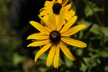 yellow