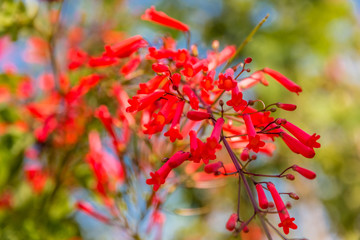Great close-up of gorgeous small red tubular flowers of a coral plant (Russelia equisetiformis) resembling little firecrackers. Cultivated as an ornamental plant in Malaysia, it can bloom year round.