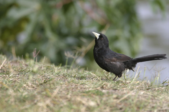 Solitary Cacique, Cacicus solitarius, in Argentina