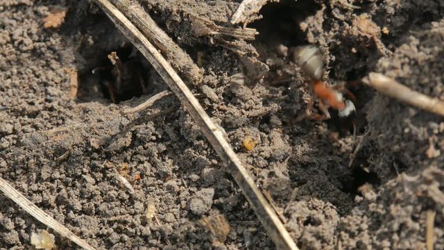 Ants running around near hole in ground, Macro and close-up insect.