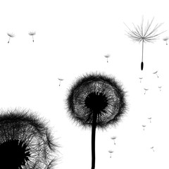 3d rendering illustration of dandelion