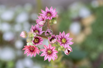 Sempervivum arachnoideum perennial flowering plant, bright pink flowers