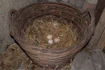 nest