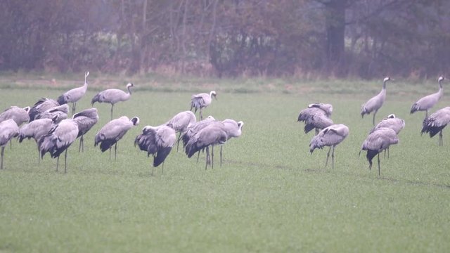 Common Cranes or Eurasian Cranes (Grus Grus) birds feeding