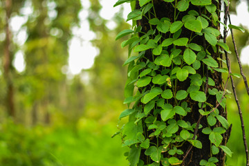 Vines in the rain forest are wrapped up around the tree.