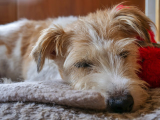 Springer spaniel jack russell cross, cute dog on bed.