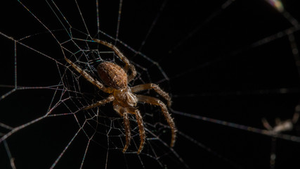 Spinne auf dem Netz