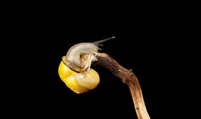 yellow forest snail, Cepaea nemoralis sits on the branch