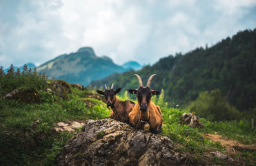 Bavarian goat agricultural on pasture in front of mountains