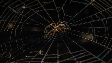 Spinne auf dem Netz