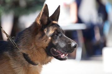 portrait of beautiful German Shepherd dog in close-up profile