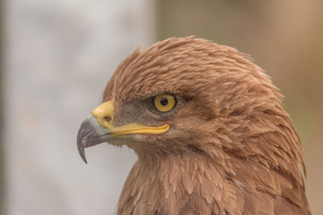Hawk head view