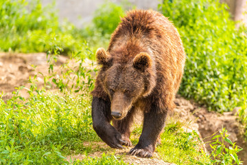 Wild brown bear