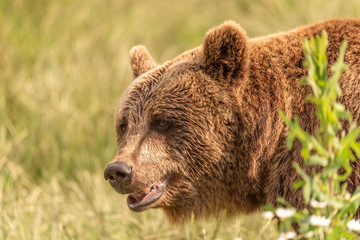 Wild brown bear