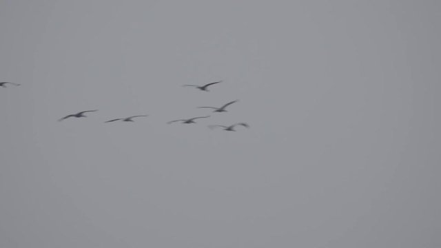 Common Cranes or Eurasian Cranes (Grus Grus) birds flying