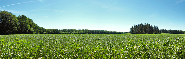 Fototapeta na wymiar Ackerbohne Feld - Panorama