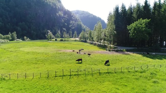 Aerial view contry side animals