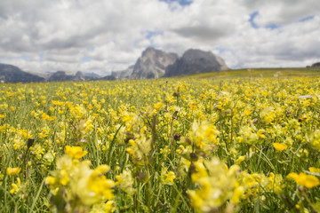 Seiser Alm blühend im Sommer