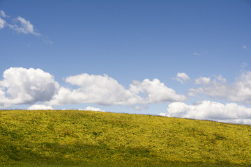 Seiser Alm blühend im Sommer