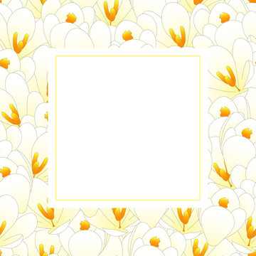 White Crocus Flower Banner Card