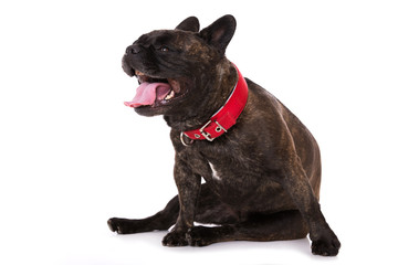 Hechelnde französische Bulldogge isoliert auf weißem Grund