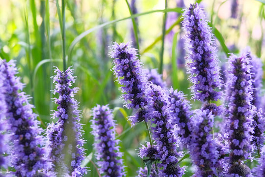 Close up purple summer flowers on blurred background of green grass. Hyssop of violet color.Hyssopus officinalis