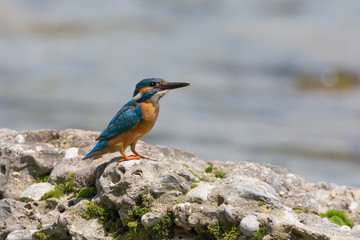 Martin pescatore (Alcedo atthis)