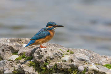 Martin pescatore (Alcedo atthis)