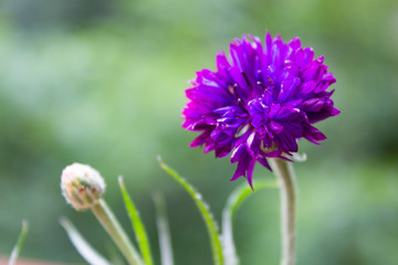 Beautiful summer flower blossom cornflower dark purple color macro