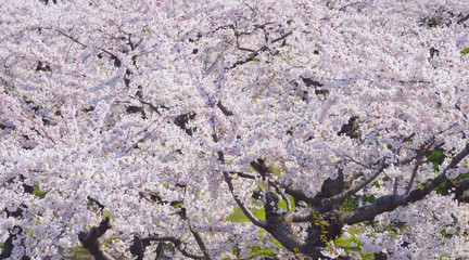 桜　春　素材