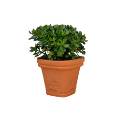 Outdoor clay pot with green succulent plant  in landscape design, isolated on white background....