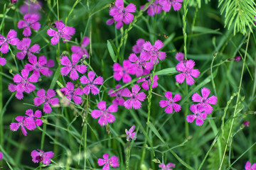 pink tiny flowers bobbing out of grass in the spring garden
