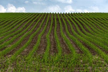 rows of young green grain sown on field in the spring