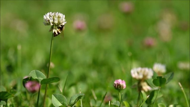 L'ape vola sul Trifoglio