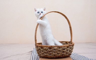 Fototapeta na wymiar The small British kitten with big, bright blue eyes stands in the basket, and legs grasps the handle