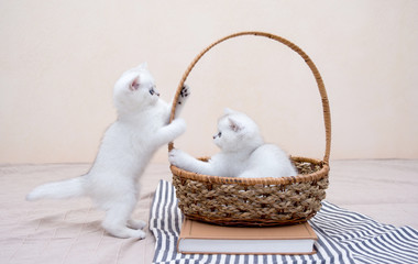 The small British kitten with big, bright blue eyes stands in the basket, and legs grasps the handle, the second kitten is lying in and watching