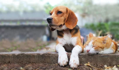 Rolgordijnen Beagle hond en bruine kat die samen op het voetpad liggen. © kobkik