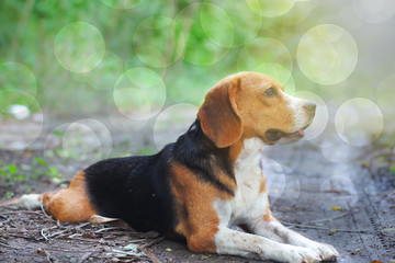 Portrait of beagle dog sits on the ground outdoor.