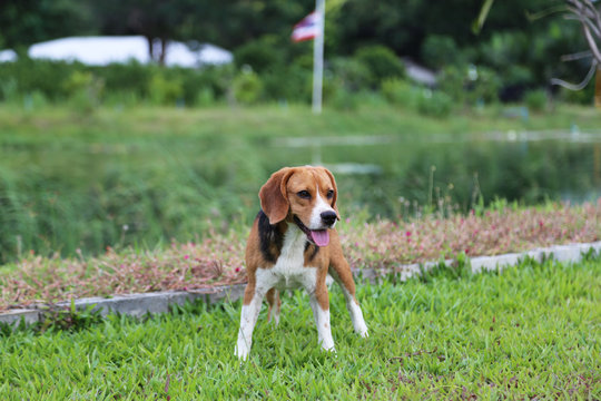 Beagle dog playing on the green grass.