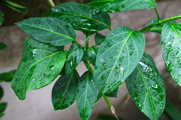 Gumnema inodorum (Lour.) Decne., Drug treatment for diabetes