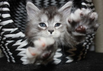 Maine Coon Kitten Stretching Her Paws Out