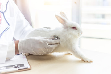 Doctor examining and diagnose by stethoscope rabbit in pet hospital