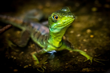 Green lizard closeup