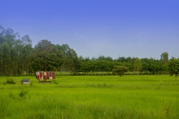 Obraz premium Green rice fields in Thailand