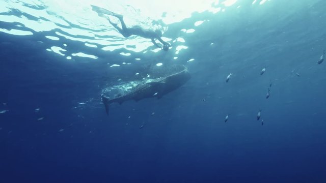 Closeup wildlife 4k shot of moving Whale Shark underwater in blue ocean, camera moving by the side of big marine animal, near water surface, aquatic background in tropical carribean sea