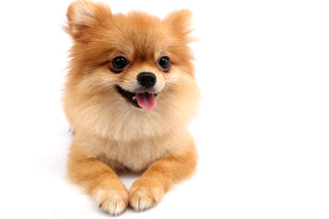 Pomeranian with white backdrop in studio