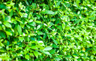 Green plant abstract background, nature beauty, soothing feeling